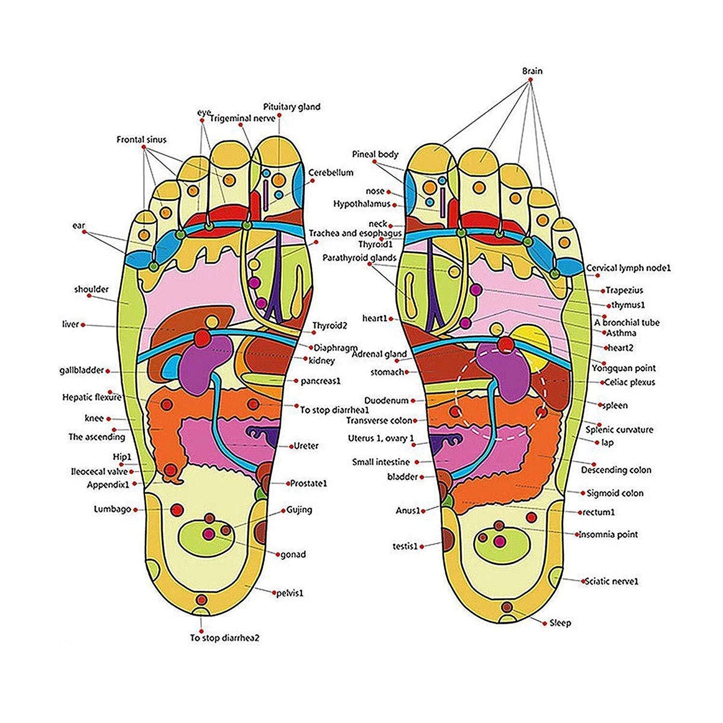 Spring Acupressure and Magnetic Therapy Accu Yoga Paduka